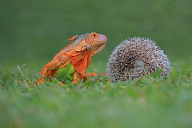 Bir kırmızı iguana (iguana iguana) güneş banyosu yapar..