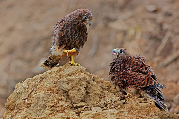 Two Young Falcons Falco Moluccensis Looking Prey Cliffs — Stock Photo, Image