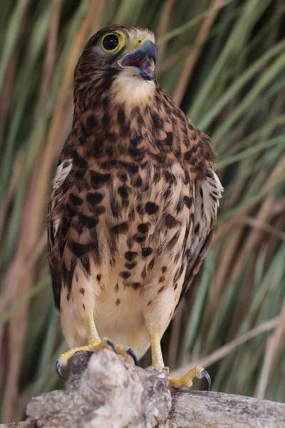 Falcon Falco Moluccensis Preying Small Bird — Stock Photo, Image