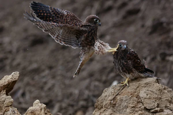 Two Young Falcons Falco Moluccensis Looking Prey Cliffs — Stock Photo, Image