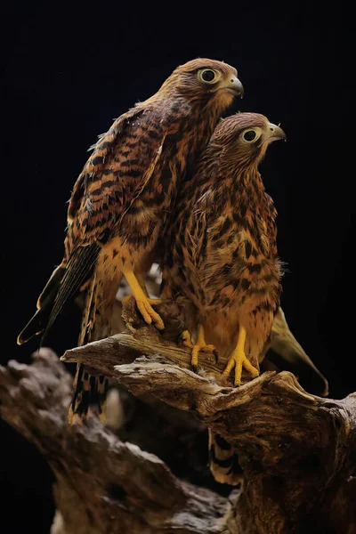 Two Young Falcons Falco Moluccensis Looking Prey Cliffs — Stock Photo, Image