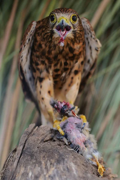 Sokół Falco Moluccensis Żeruje Małym Ptaku — Zdjęcie stockowe