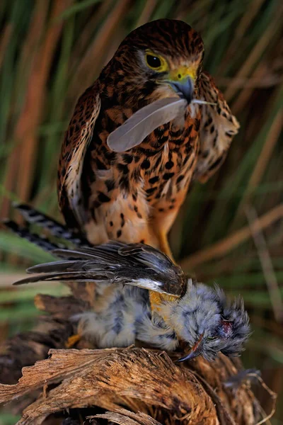 Sokół Falco Moluccensis Żeruje Małym Ptaku — Zdjęcie stockowe