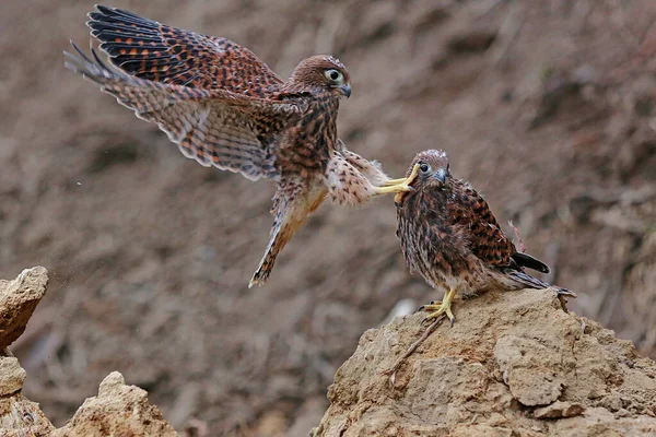 Two Young Falcons Falco Moluccensis Looking Prey Cliffs — Stock Photo, Image