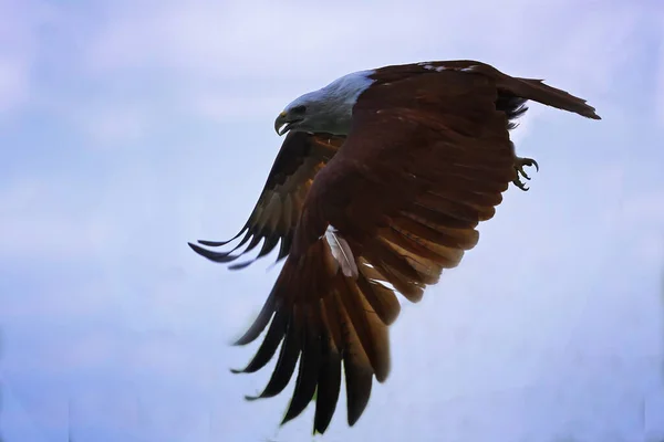 Способность Брахманского Змея Орла Птица Опытный Охотник — стоковое фото