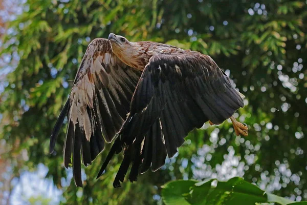 Expression Aigle Féroce — Photo