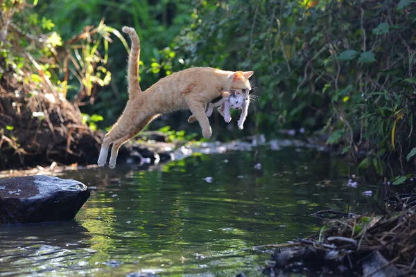 Una Gata Madre Felis Catus Está Evacuando Bebé Lugar Más —  Fotos de Stock