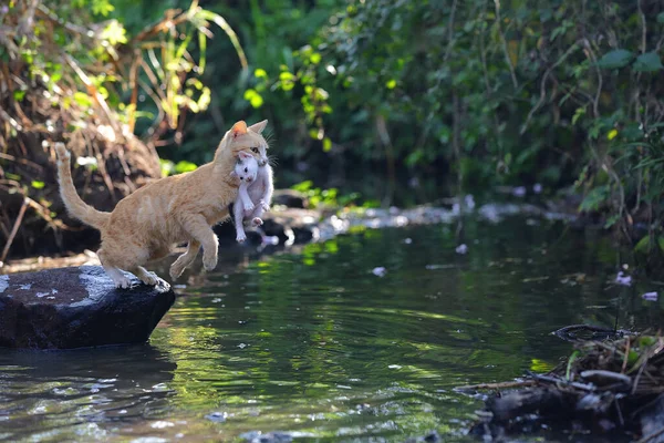 Una Gata Madre Felis Catus Está Evacuando Bebé Lugar Más —  Fotos de Stock