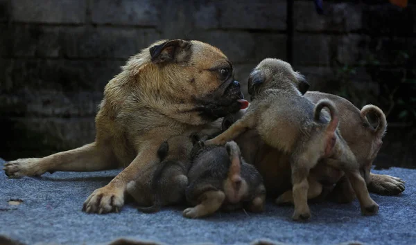 Pug Madre Está Amamantando Sus Bebés —  Fotos de Stock