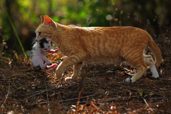 Bir Anne Kedi Felis Catus Yavrusunu Bir Derenin Üzerinden Atlayarak — Stok fotoğraf