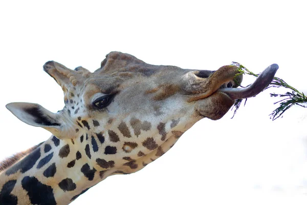 Une Girafe Mange Des Feuilles Fraîches — Photo