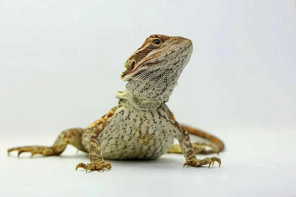 Vousatý Drak Pogona Vykazuje Agresivní Chování — Stock fotografie