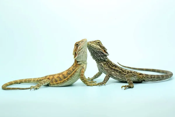 Dois Jovens Dragões Barbudos Pogona Estão Mostrando Comportamento Agressivo — Fotografia de Stock