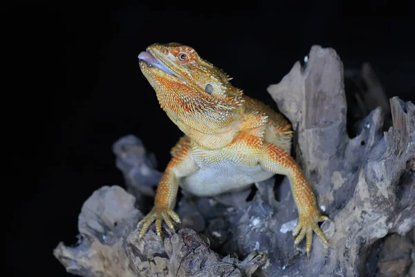 Бородатый Дракон Pogona Проявляет Агрессивное Поведение — стоковое фото