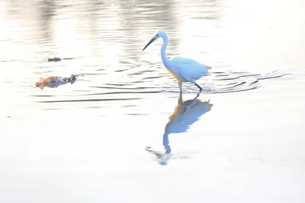 Ein Reiher Sucht Nach Beute — Stockfoto