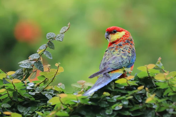 Rosella Papuga Platycercus Usiadła Krzewie — Zdjęcie stockowe