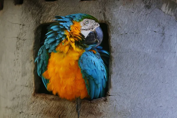 Het Gezicht Van Een Scharlaken Ara Met Een Prachtige Kleur — Stockfoto