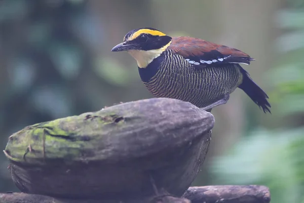 Borneansk Bandad Pitta Pitta Guajana Iakttar Sin Omgivning Med Försiktighet — Stockfoto