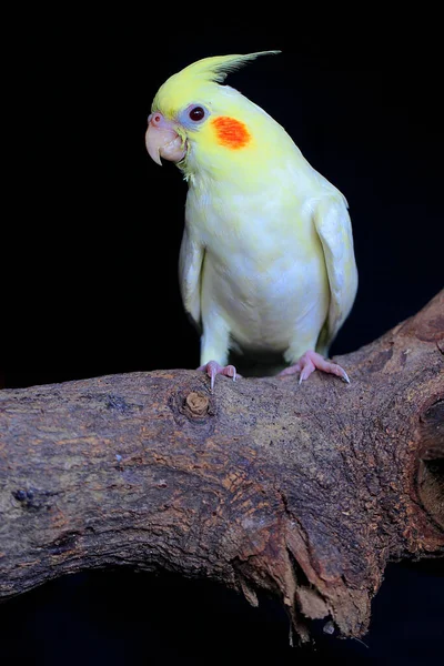 Краса Пір Поведінка Папуги — стокове фото