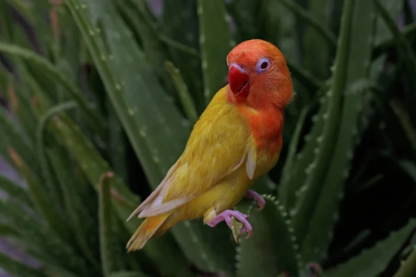 Genç Bir Aşk Kuşu Agapornis Bir Ağaç Gövdesine Tünemiştir — Stok fotoğraf