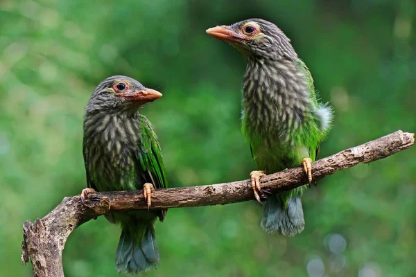 Pássaro Barbet Megalaima Empoleirado Pequeno Galho Arbusto — Fotografia de Stock