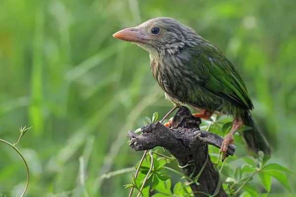 Barbet Oiseau Megalaima Est Perché Sur Une Petite Brindille Dans — Photo