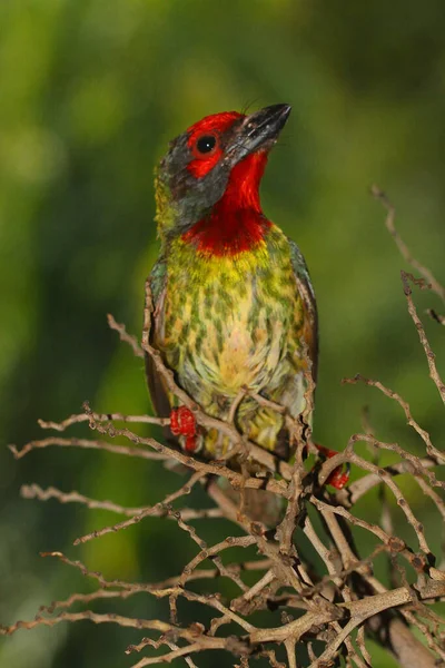 Pássaro Barbet Megalaima Empoleirado Pequeno Galho Arbusto — Fotografia de Stock