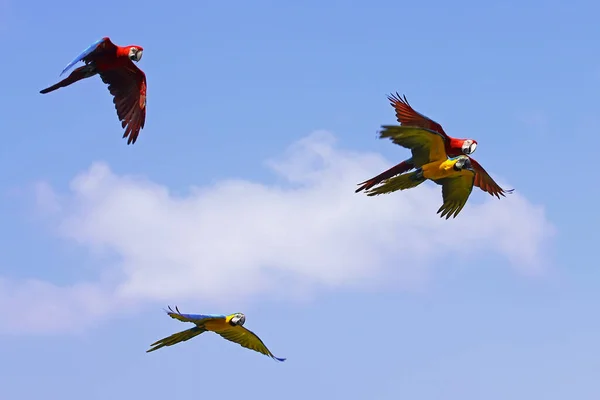 Número Arara Escarlate Estão Voando Livremente Céu Azul — Fotografia de Stock