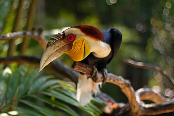 Das Gesicht Eines Hübschen Hornvogels Rhyticeros Undulatus Mit Seiner Schönen — Stockfoto