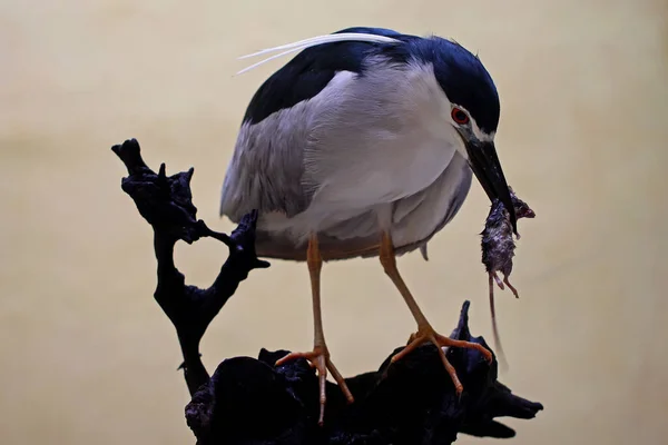 Черная Коронка Ночная Цапля Nycticorax Nycticorax Ест Крысу — стоковое фото