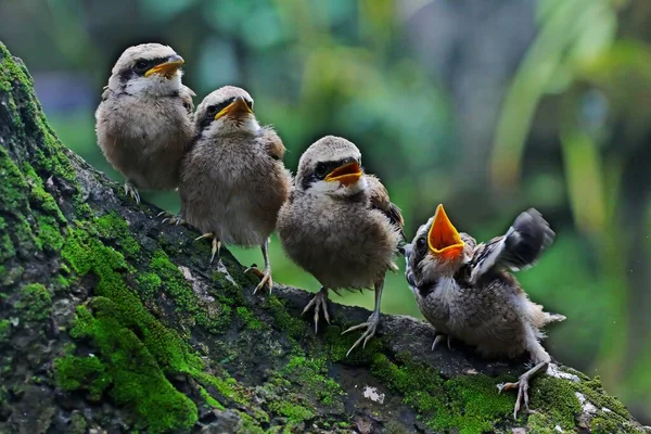 Empat Ekor Shrikes Muda Berekor Panjang Lanius Schach Yang Baru — Stok Foto