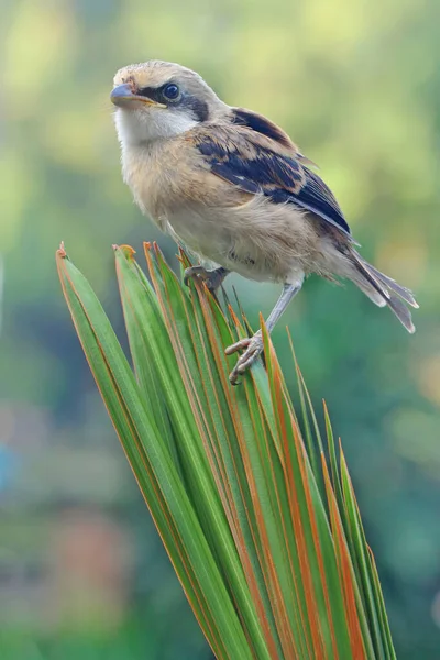 긴꼬리새우문 Lanius Schach 코코넛 자리잡고 — 스톡 사진