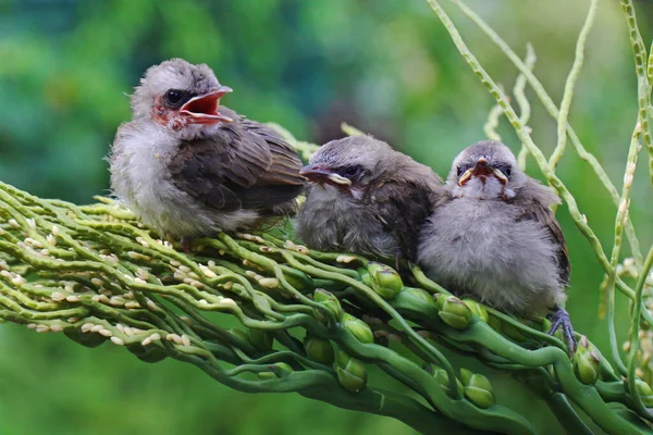 Tiga Bulbul Berbisa Kuning Pycnonotus Goiavier Sedang Menunggu Ibu Mereka — Stok Foto