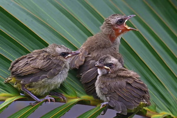 Três Bulbul Ventilado Amarelo Pycnonotus Goiavier Estão Esperando Por Sua — Fotografia de Stock