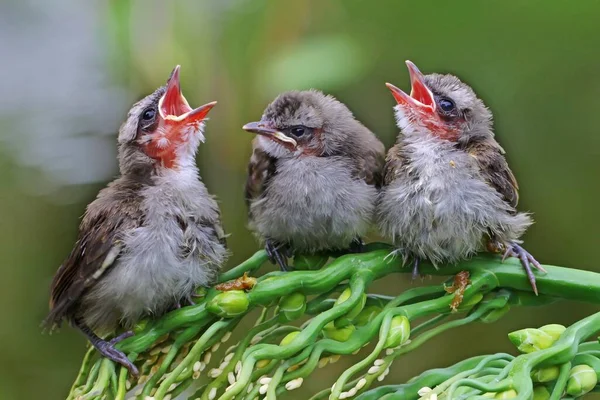 Tiga Bulbul Berbisa Kuning Pycnonotus Goiavier Sedang Menunggu Ibu Mereka — Stok Foto