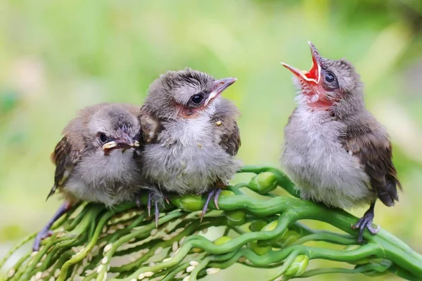 3つの黄色の通気性ブルブル Pycnotus Goiavier がヤシの花で母親を待っています — ストック写真