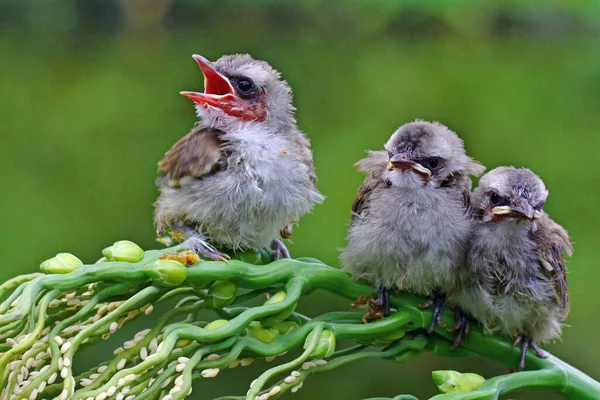 Tiga Bulbul Berbisa Kuning Pycnonotus Goiavier Sedang Menunggu Ibu Mereka — Stok Foto