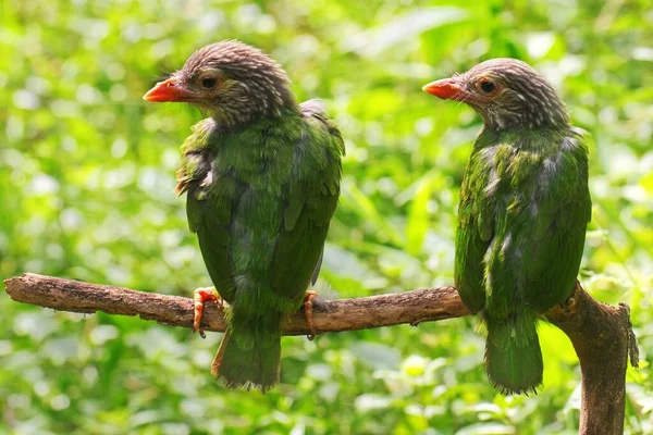 Pássaro Barbet Megalaima Empoleirado Pequeno Galho Arbusto — Fotografia de Stock