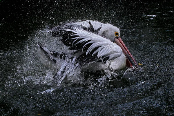 Ein Pfau Entwickelt Seine Schönen Schwanzfedern — Stockfoto