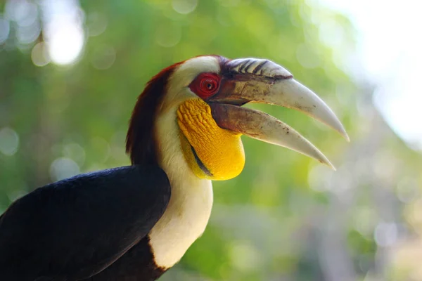 Het Gezicht Van Een Prachtige Neushoornvogel — Stockfoto