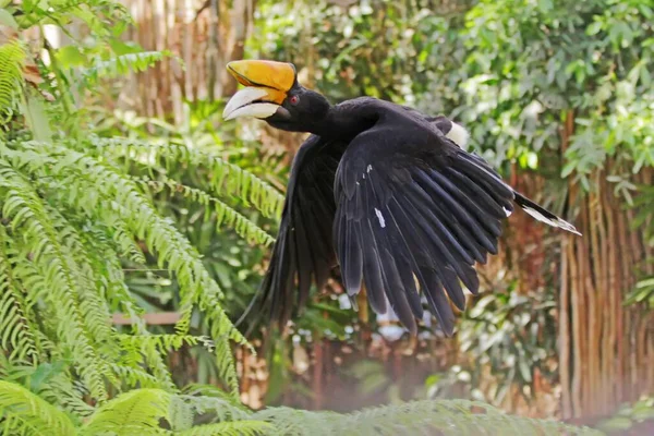 Ένα Hornbill Πετάει Ελεύθερο — Φωτογραφία Αρχείου