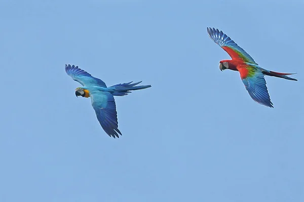 Número Guacamayos Escarlata Están Volando Libremente Cielo Azul —  Fotos de Stock