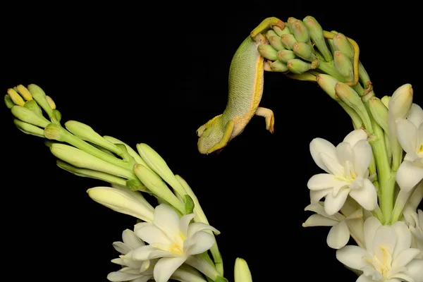 Ένας Χαμαιλέοντας Kinyongia Fishii Σέρνεται Στα Λουλούδια Polianthes Tuberosa — Φωτογραφία Αρχείου