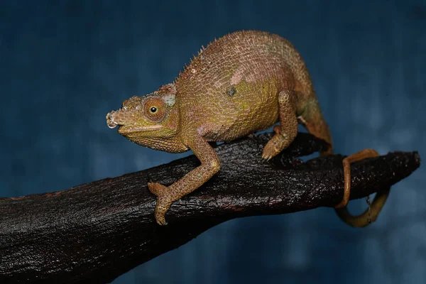 Young Fischer Chameleon Kinyongia Fischeri Sunbathing Dry Wood — Stock Photo, Image