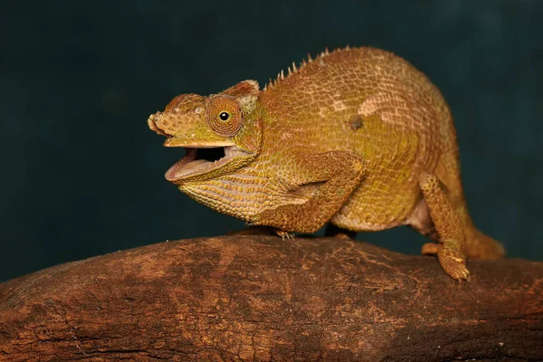 Een Jonge Fischer Kameleon Kinyongia Fischeri Ligt Zonnebaden Droog Hout — Stockfoto