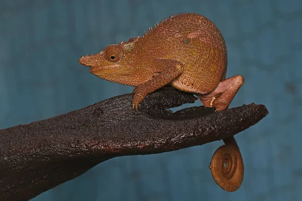 Young Fischer Chameleon Kinyongia Fischeri Sunbathing Dry Wood — Stock Photo, Image