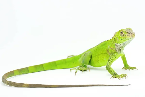 Uma Iguana Iguana Iguana Está Tomando Banho Sol — Fotografia de Stock