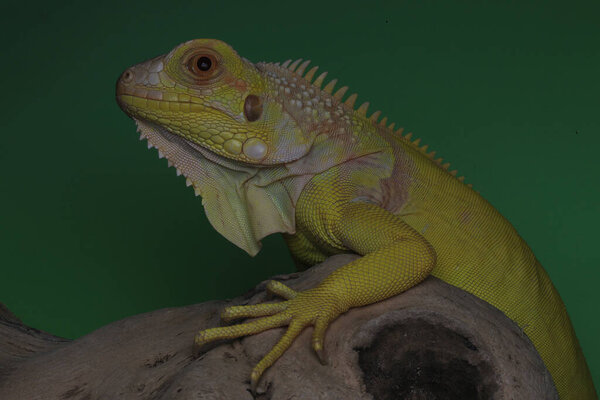Голова очень красивой игуаны.