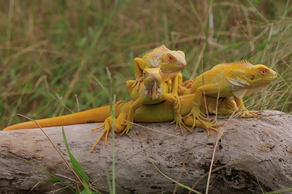Grupo Iguanas Amarelas Estão Tomando Banho Sol Madeira Seca — Fotografia de Stock