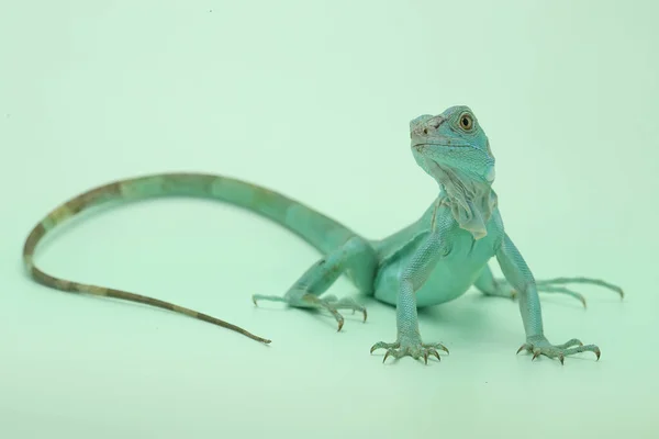 Ung Leguan Iguana Iguana Solar Innan Den Börjar Sin Dagliga — Stockfoto